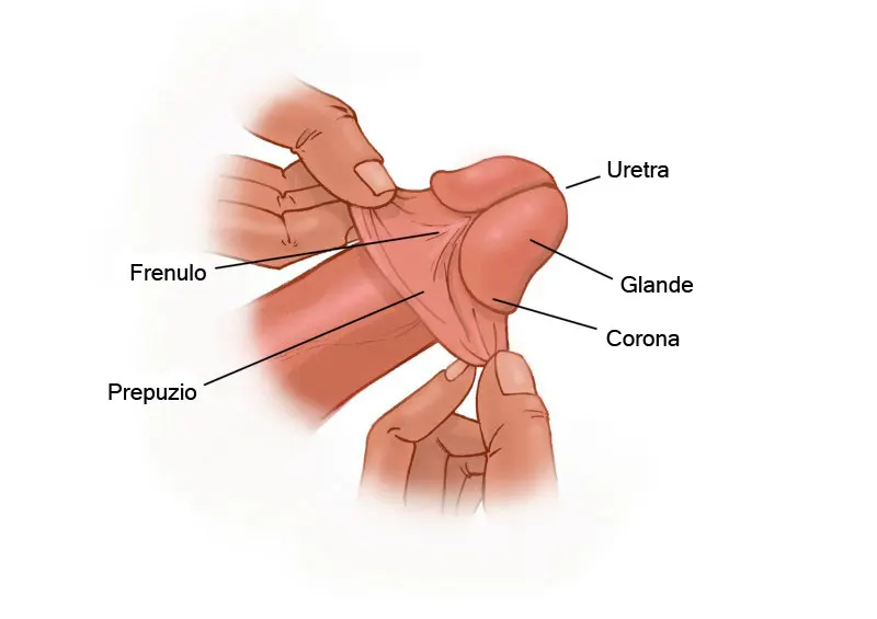 Come si fa un pompino o fellatio 1 Anatomia del pene